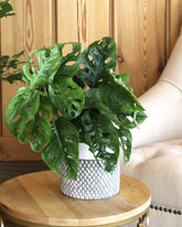 Monstera adensoni plant